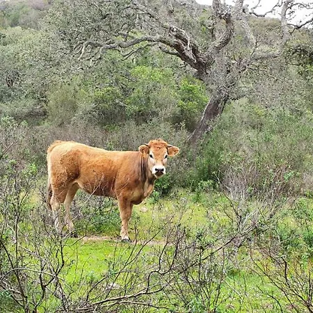 Bel Dans Hameau Calme Bonifacio (Corsica)