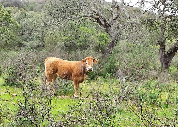 Bel Dans Hameau Calme Bonifacio (Corsica)